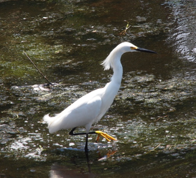 [A medium-sized all white bird with a faning of wispy feathers on the back of its head walks through the water. One leg is straight standing on the ground in the water while the other it bent so the yellow foot is visible as it moves forward.]